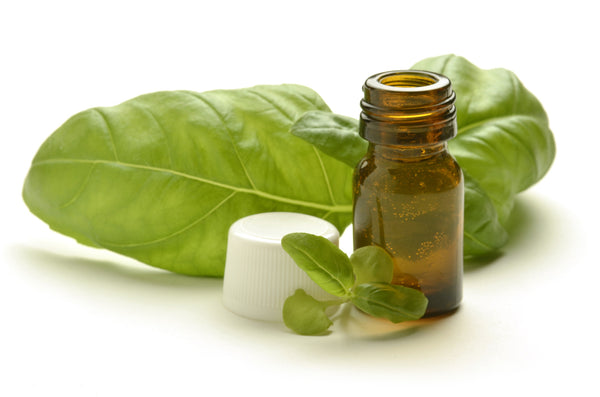 Basil Essential Oil