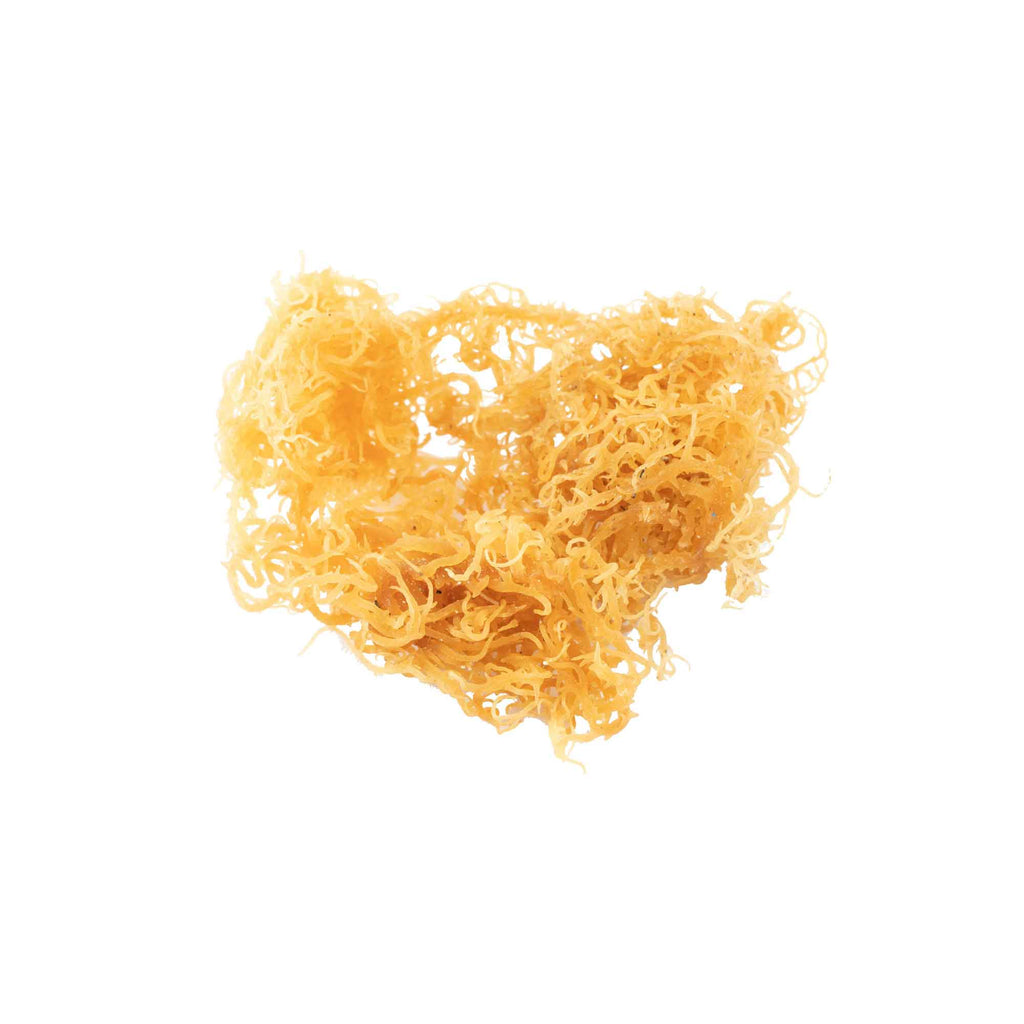 Sea Moss/ Whl./Golden  (St. Lucia, W.I.)  (1/2# / $50.00
