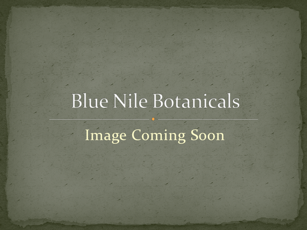 Frankincense & Myrrh Blend - Blue Ridge Botanicals
