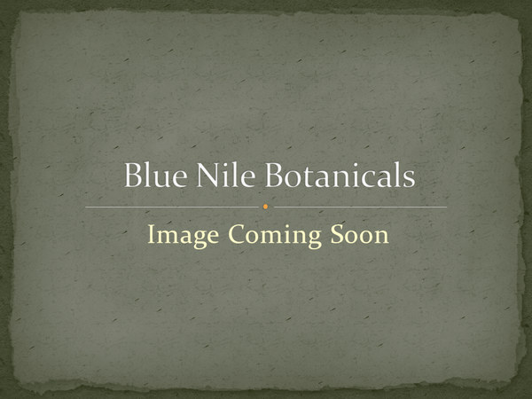 Rose Hips Oil/Organic