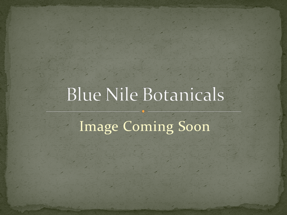Orange (Sweet) Essential Oils – Blue Nile Botanicals